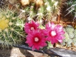 Gymnocalycium baldianum