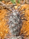 Tephrocactus alexanderii