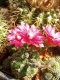 Gymnocalycium baldianum