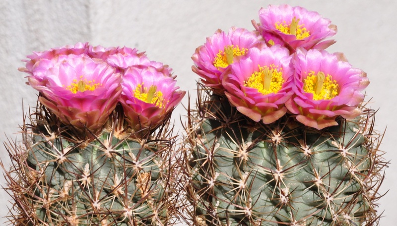 Sclerocactus wetlandicus ssp. ilseae RP 25