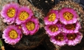 Sclerocactus wetlandicus ssp. ilseae RP 25 1