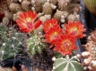 Echinocereus reichenbachii