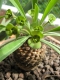 Euphorbia bupleurifolia (Blüte)