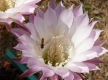 Schwebewespe auf einer Echinopsishybridenblüte