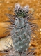 Tephrocactus alexanderi