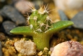 Tephrocactus alexanderii Sämling