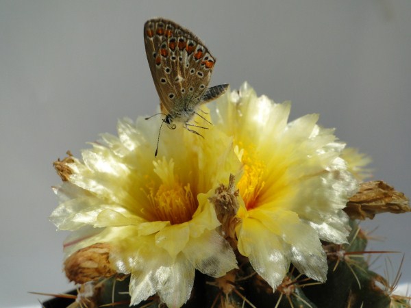 Thelocactus ehrenbergii 2010 Juli31 036