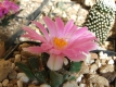 Ariocarpus fiss. ssp. bravoanus