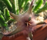 Stapelia-Hybrid