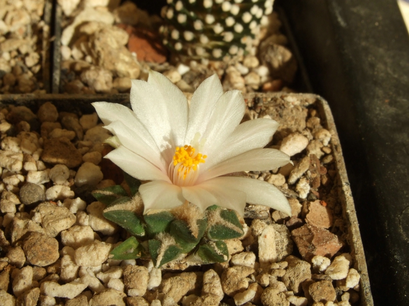 Ariocarpus kotschoubeyanus var.