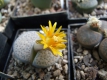 Lithops fulviceps 111023-2