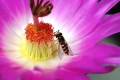 Schwebefliege im Echinocereus