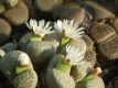 Lithops julii ssp. fulleri  111023