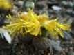 Lithops lesliei 111023-2