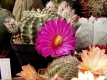 Echinocereus pulchellus