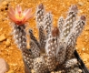 Pterocactus valentinii CJH 404