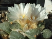 Ariocarpus retusus