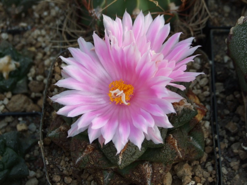 Ariocarpus fiss. v. lloydii