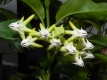 Hoya multiflora