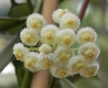 Hoya lacunosa