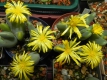 Conophytum bilobum - Kopie