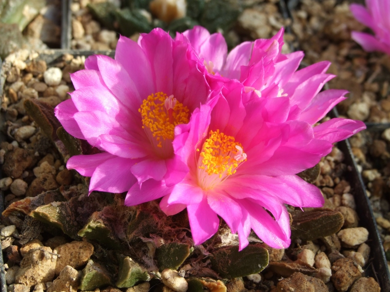 Ariocarpus scaphirostris