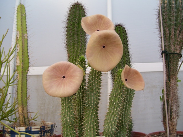Hoodia gordonii