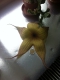 Stapelia gigantea