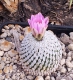 Turbinicarpus pseudopectinatus