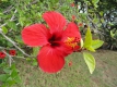 Hibiscus