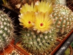 Notocactus  buiningii