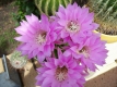 Echinopsis-?