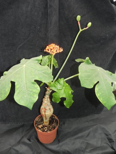 Jatropha podagria