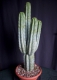 Echinopsis pachanoi