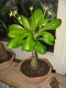 Brighamia insignis