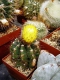 Notocactus  ottonis