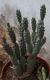 Tephrocactus articulatus