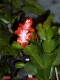 Schlumbergera