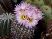 Notocactus  rutilans?