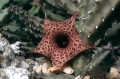 Huernia boleana