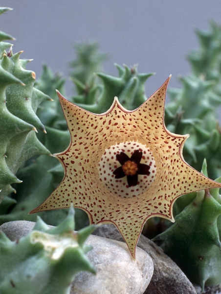 Huernia namaquensis