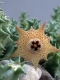 Huernia namaquensis