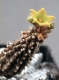 Echidnopsis chrysantha