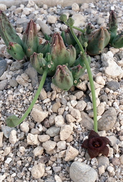 Stapelia similis