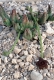 Stapelia similis