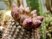 Notocactus rutilans