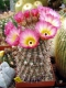 Notocactus rutilans