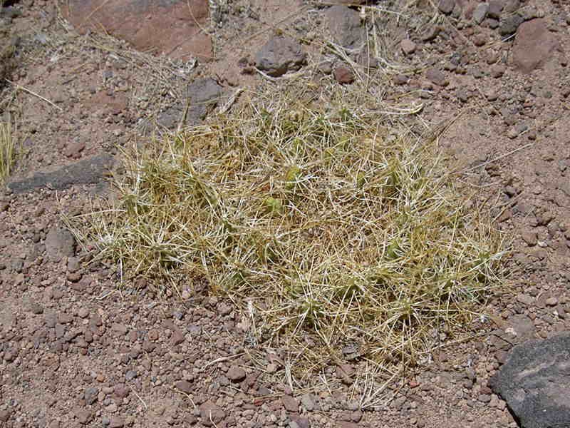M atacamensis L Miscanti