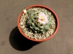 Lophophora williamsii