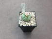 Lophophora williamsii v. texensis